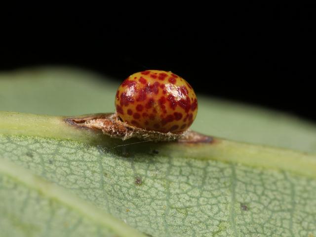 Neuroterus anthracinus Oyster gall wasp Hymenoptera Images
