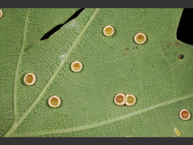 Neuroterus numismalis Silk Button Gall Wasp Hymenoptera Images