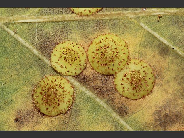Neuroterus quercusbaccarum Oak Common Spangle Gall Wasp Hymenoptera Images