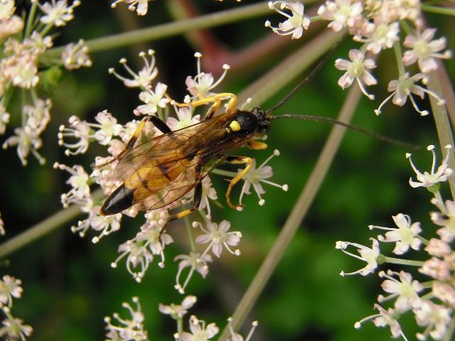 Diphyus palliatorius An Ichneumon Wasp Wasps Hymenoptera Images