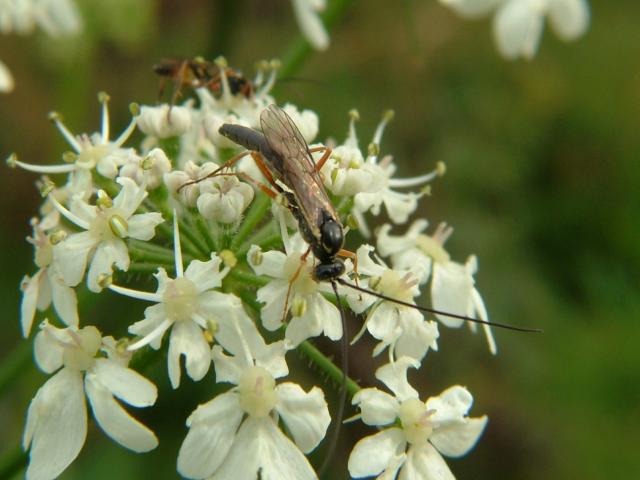 Ichneumon sarcitorius An Ichneumon Wasp Wasps Hymenoptera Images
