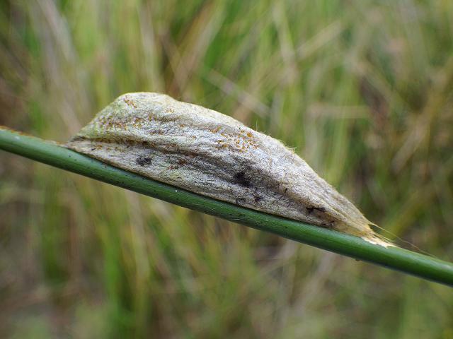 Drinker moth Euthrix potatoria cocoon with parasitic wasp larvae Hymenoptera Images