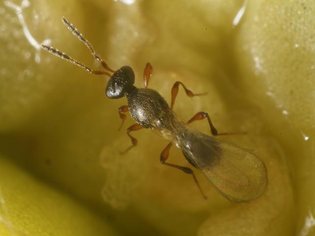 Platygastrid wasp Wasps Hymenoptera on Hemerocallis buds galled Contarinia quinquenotata Images