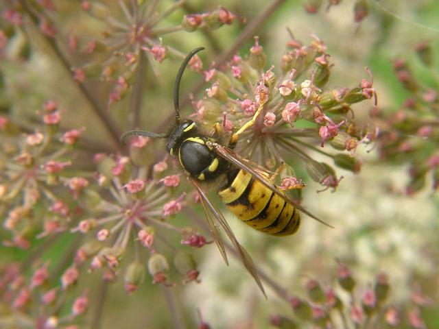 Vespula germanica German Wasp Wasps Hymenoptera Images