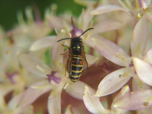 Vespula rufa Red Wasp Wasps Hymenoptera Images