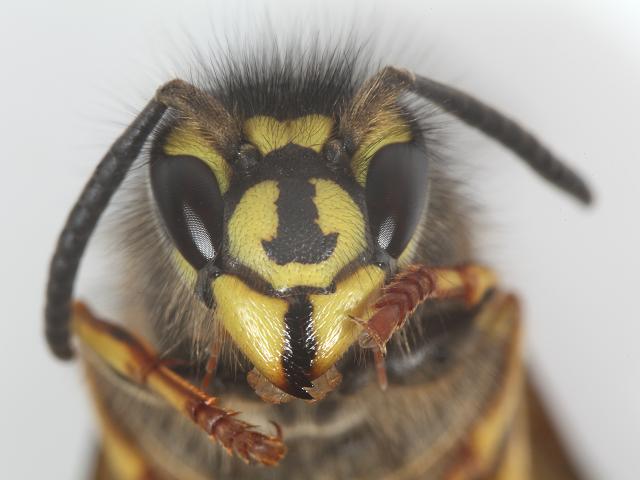 Vespula vulgaris Common Wasp Wasps Hymenoptera Images