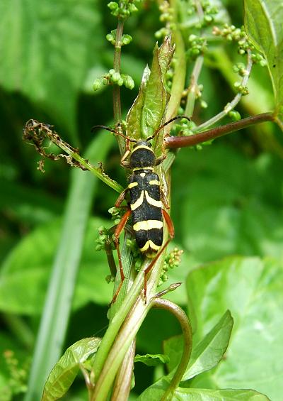 Beetles Superfamily Chrysomeloidea Coleoptera Images UK