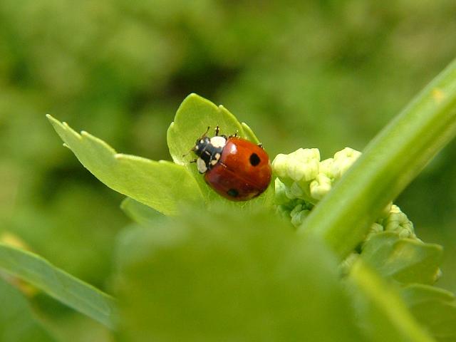 Adalia 2 punctata bipunctata Two Spotted Ladybird Beetle Coleoptera Images