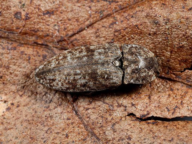 Agrypnus murinus Click Beetle Coleoptera Images