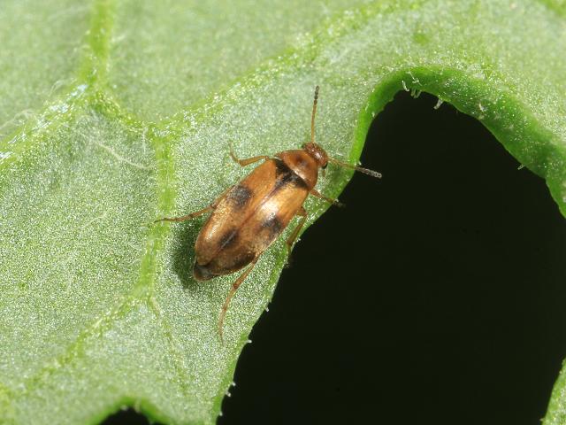 Anaspis maculata False Flower Beetle Scraptiidae Coleoptera Images