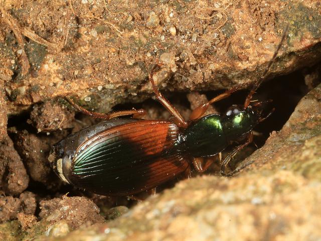 Carabus violaceus Violet Ground Beetle Coleoptera Images
