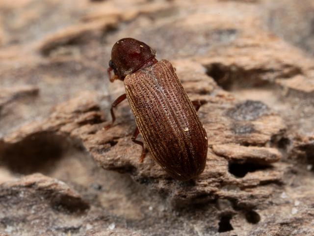 Anobium punctatum Furniture beetle Woodworm Coleoptera Images