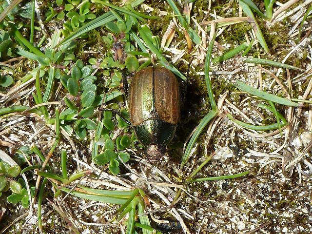 Anomala dubia Dune Chafer Beetle Coleoptera Images