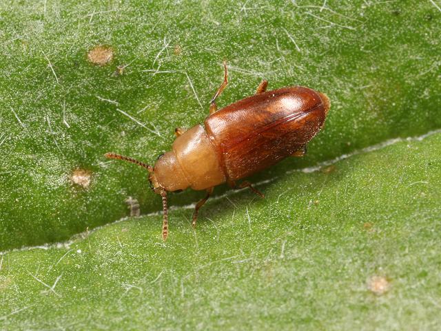 Antherophagus pallens Punctured Coleoptera Images