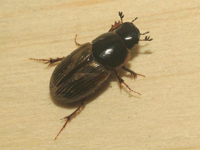Chrysolina banksi a Leaf Beetle Coleoptera Images