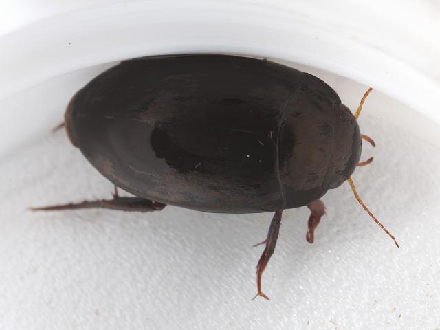 Agabus bipustulatus Diving Beetle Coleoptera Images