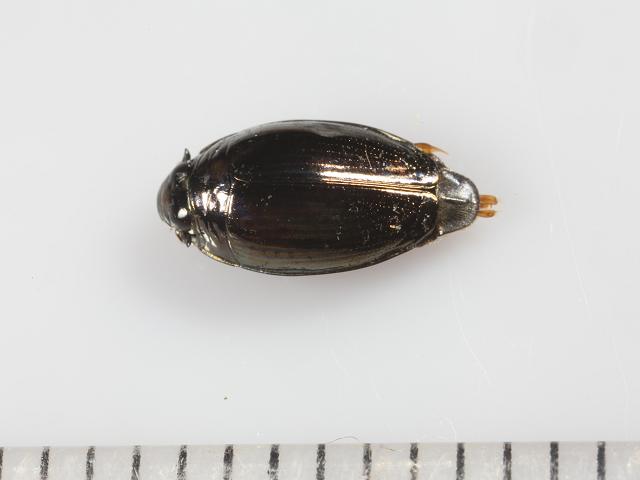 Gyrinus substriatus Whirligig Beetle Coleoptera Images