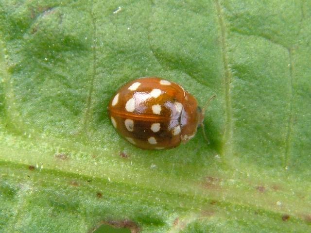 Calvia 14-guttata Cream Spotted Ladybird Beetle Coleoptera Images