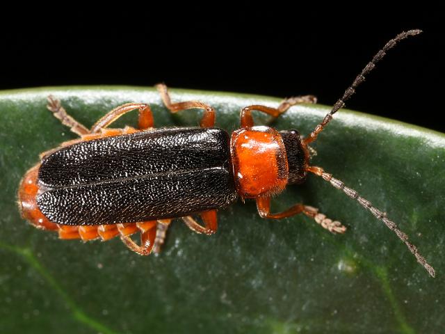 Cantharis nigra Soldier Beetle Beetle Coleoptera Images