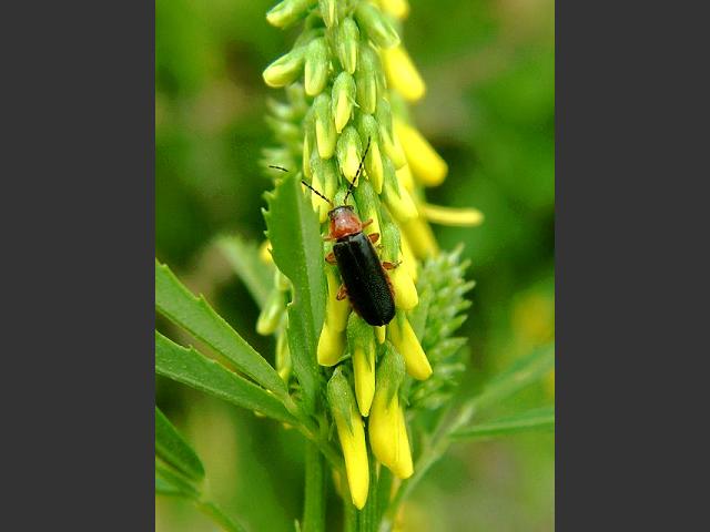 Cantharis pellucida A Soldier Beetle Beetle Coleoptera Images
