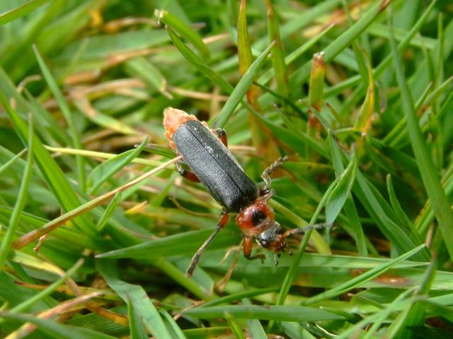 Cantharis rustica Soldier Beetle Coleoptera Images