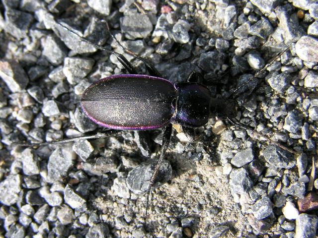 Carabus violaceus Violet Ground Beetle Coleoptera Images