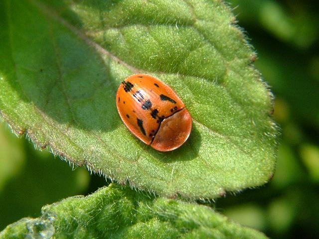 Cassida murraea Tortoise Beetle Coleoptera Images