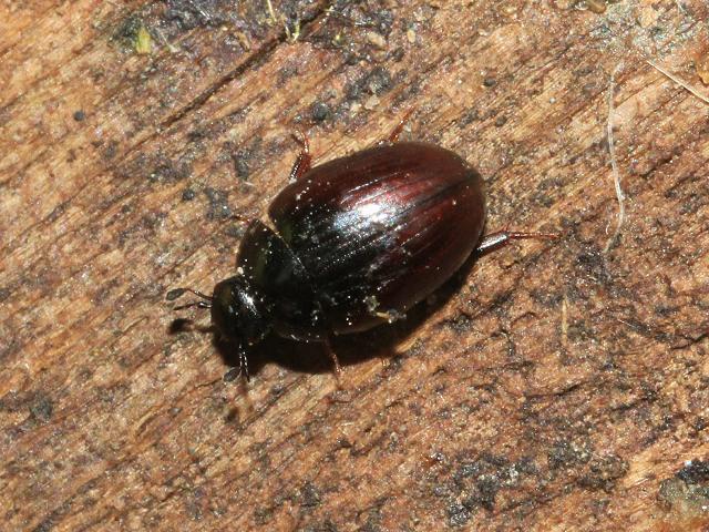 Cercyon melanocephalus Water Scavenger Beetle Coleoptera Images