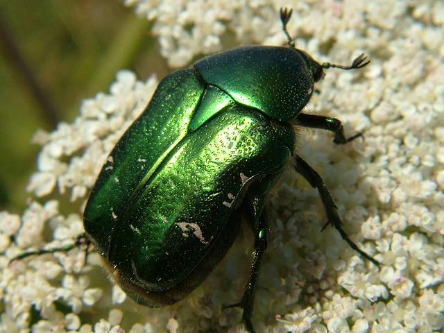 Cetonia aurata Rose Chafer Beetle Coleoptera Images