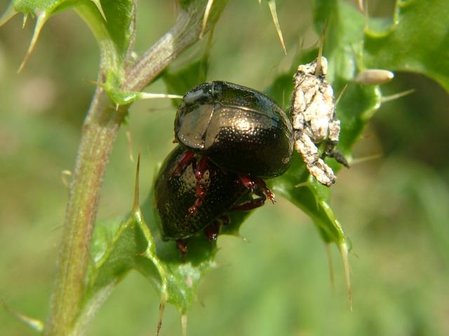 Chrysolina banksi a Leaf Beetle Coleoptera Images