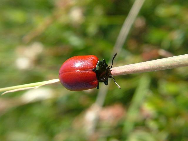 Chrysomela populi Poplar Leaf Beetle Coleoptera Images