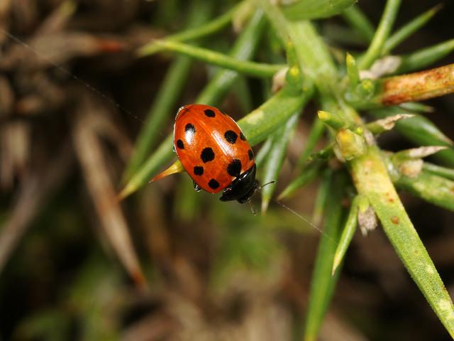 Coccinella 11 punctata Eleven Spotted Ladybird Beetle Coleoptera Images