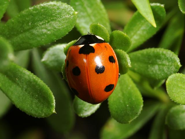 Coccinella septempunctata Seven Spotted Ladybird Beetle Coleoptera Images