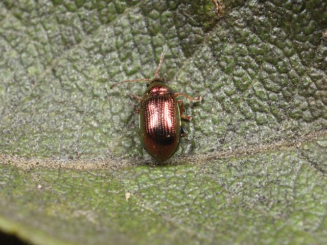 Crepidodera aurea Willow Leaf Beetle Coleoptera Images