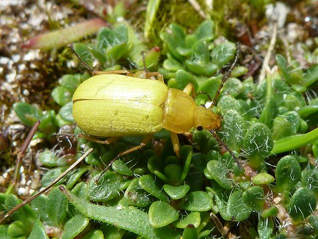 Cteniopus sulphureus Sulphur Beetle Coleoptera Images