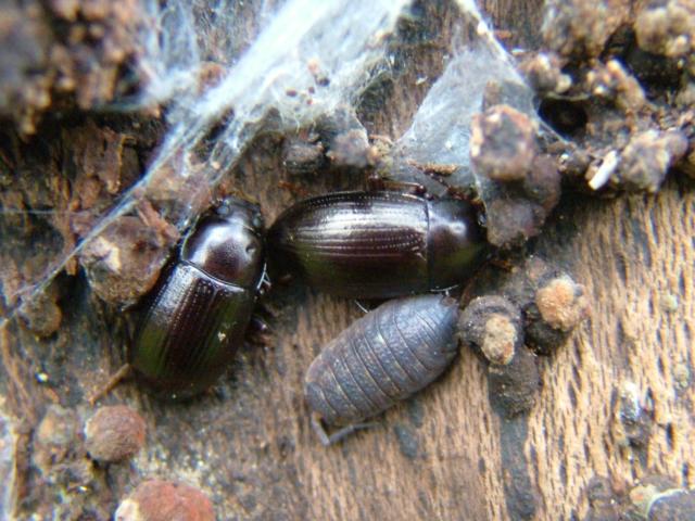 Cylindrinotus laevioctostriatus Darkling Beetle Coleoptera Images