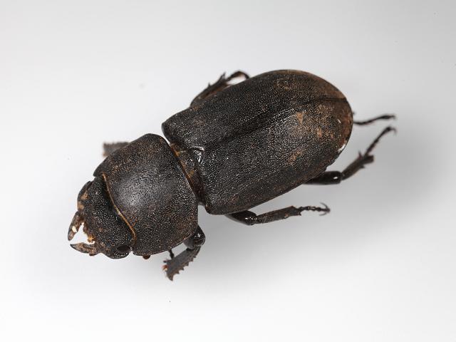 Dorcus parallelipipedus Lesser Stag Beetle Coleoptera Images