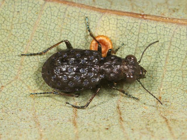 Elaphrus cupreus Ground Beetle Coleoptera Images