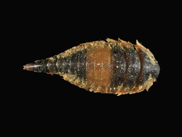 Elmis aenea Riffle beetle Coleoptera Images