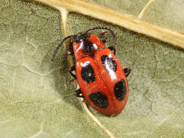 Endomychus coccineus False Ladybird Beetle Coleoptera Images