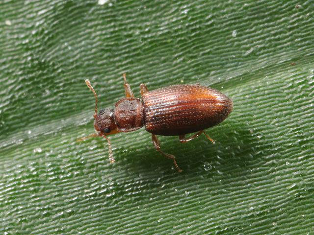Enicmus histrio Minute Brown Scavenger Beetle Coleoptera Images