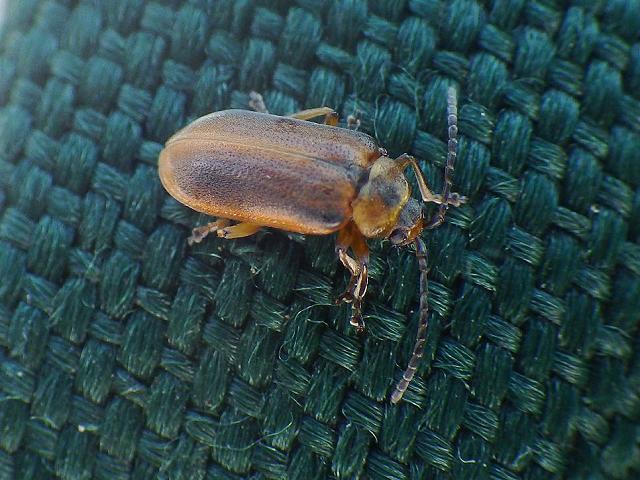 Galerucella species Beetle Coleoptera Images