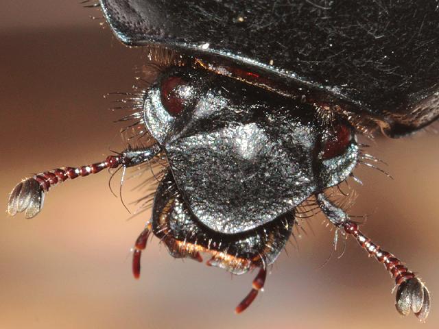 Geotrupes spiniger Dung beetle Coleoptera Images