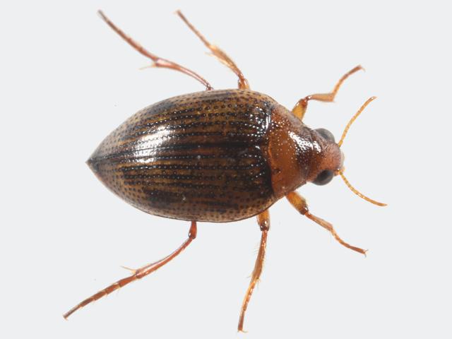 Haliplus species ruficollis Crawling Water Beetle Coleoptera Images