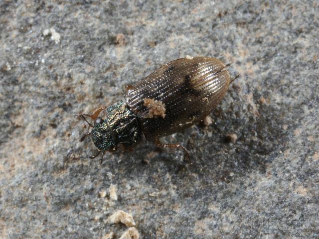 Helophorus species Water Scavenger Beetle Coleoptera Images