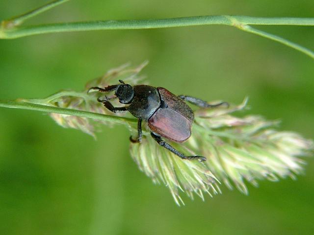 Hoplia philanthus Welsh Chafer Beetle Coleoptera Images