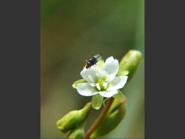 Kateretes rufilabris Pollen or Sap Beetle Coleoptera Images