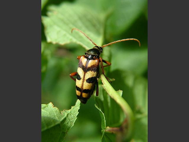Leptura aurulenta Longhorn Beetle Coleoptera Images