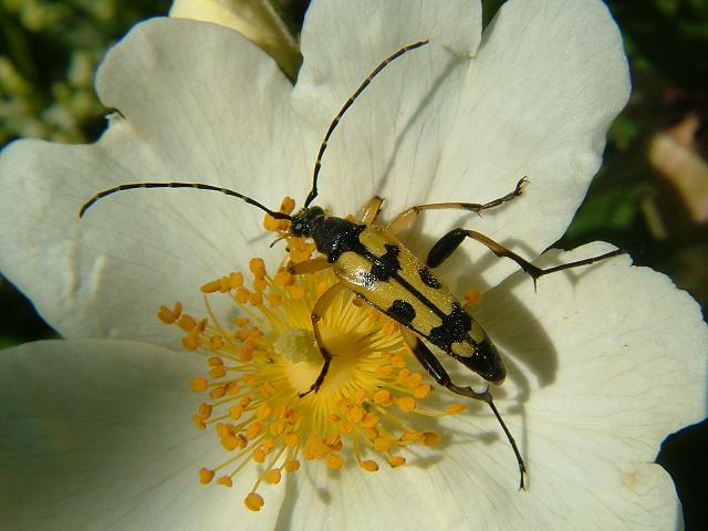 Leptura maculata Longhorn Beetle Coleoptera Images