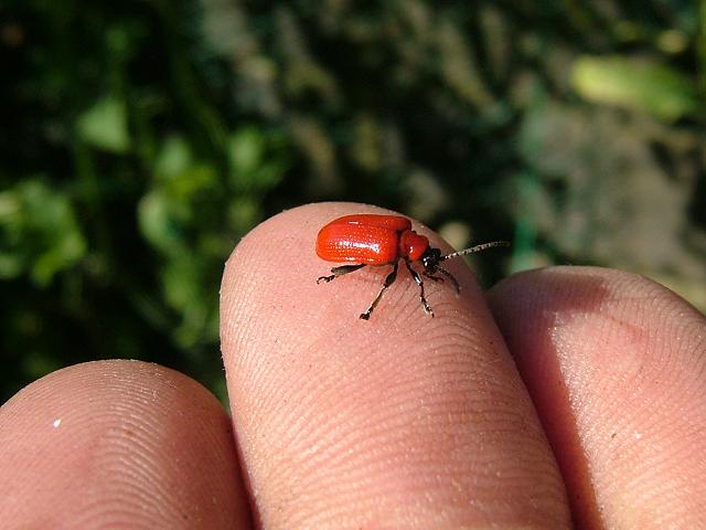 Lilioceris lilii Scarlet Lily Beetle Coleoptera Images